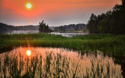 THE IMPORTANCE OF NATURAL WETLANDS